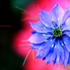 ☆Vivid Touch