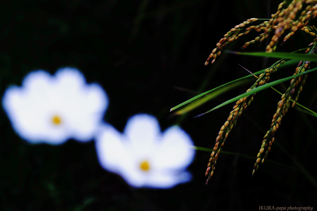 ☆秋の実りたち♪