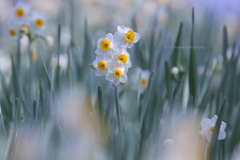 ☆Image of Spring