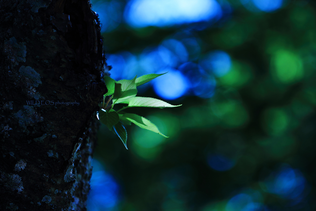 ☆Breathing in blue♪