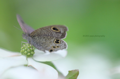 ☆空飛ぶオヤジ