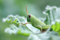 ☆Saladボーイの秋