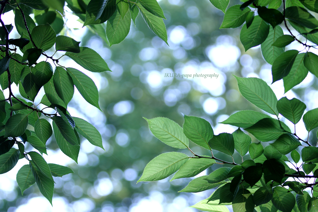 ☆Morning of Green