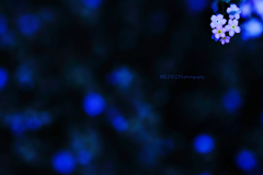 ☆Distant memories♪