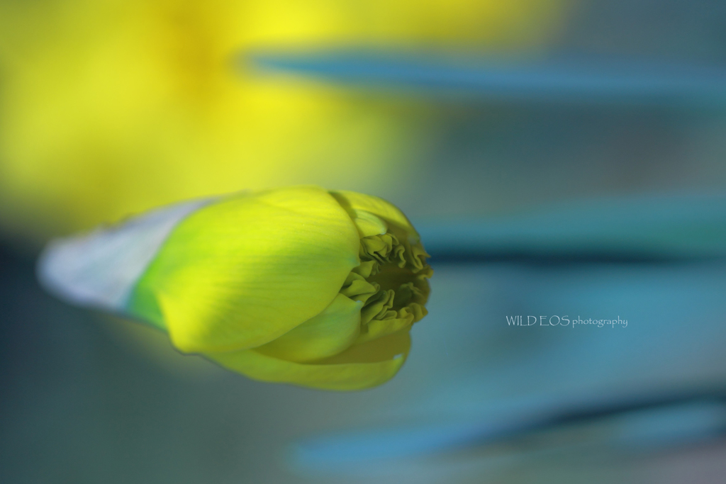 ☆春色ジェット♪