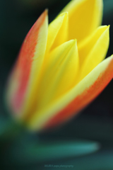 ☆Yellow Rocket
