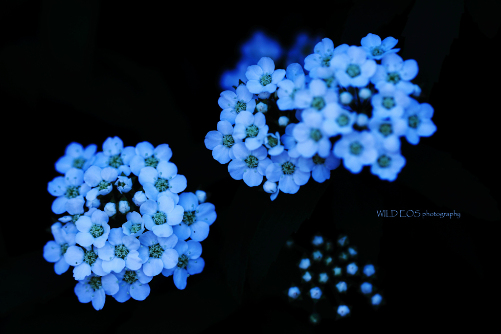 ☆White contest