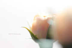 ☆ピーチなバラ♪