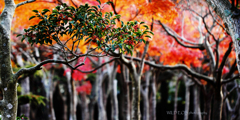 ☆Fall Contest Ⅰ