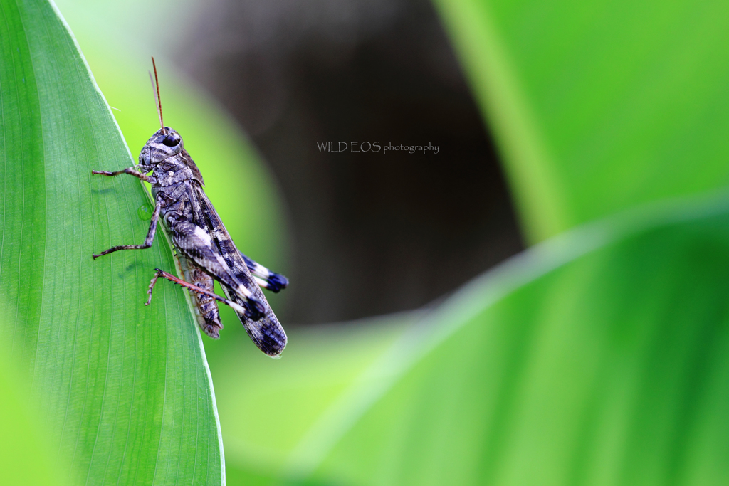 ☆Grasshopperの秋