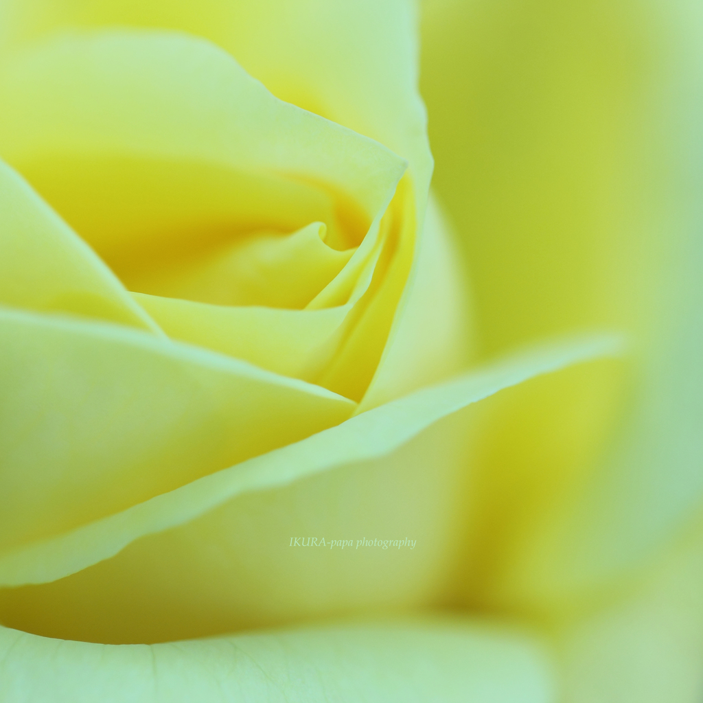 ☆Yellow Cream