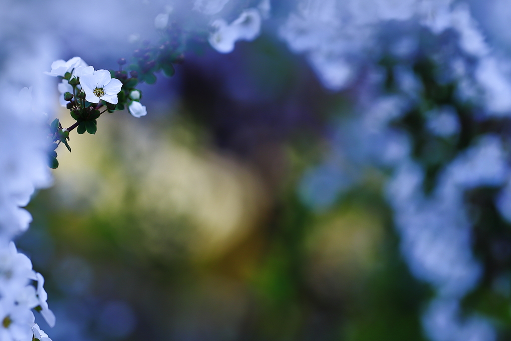 Spring Gate