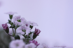 ☆Spring Carpet