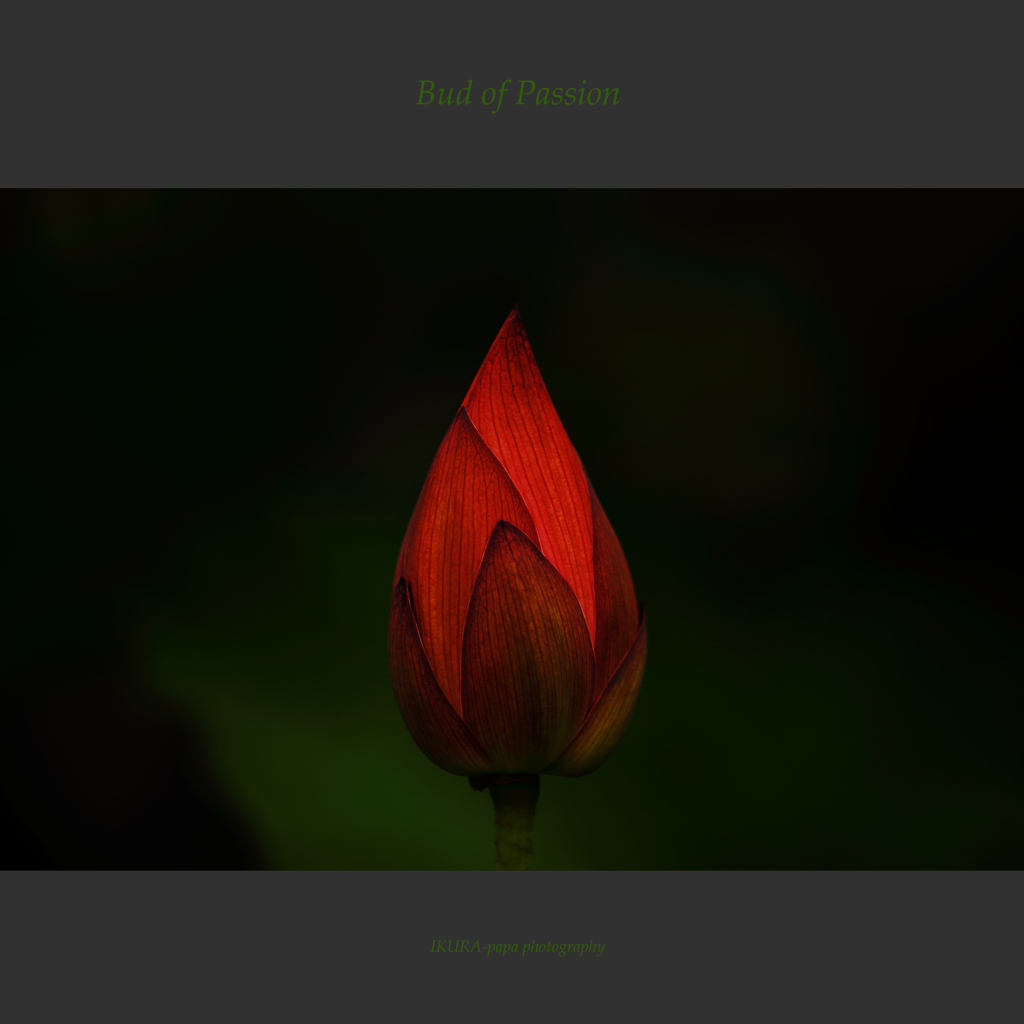 ☆Bud of Passion