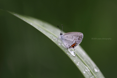 ☆雨上がりのツバメ