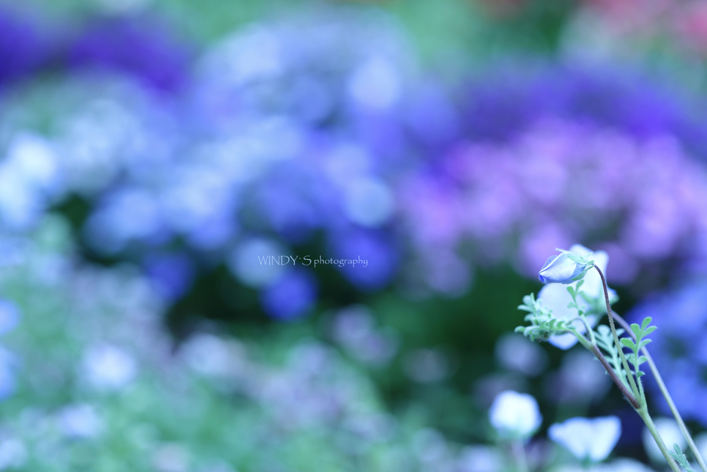 ☆蕾のままで