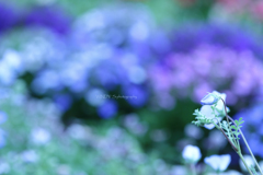 ☆蕾のままで