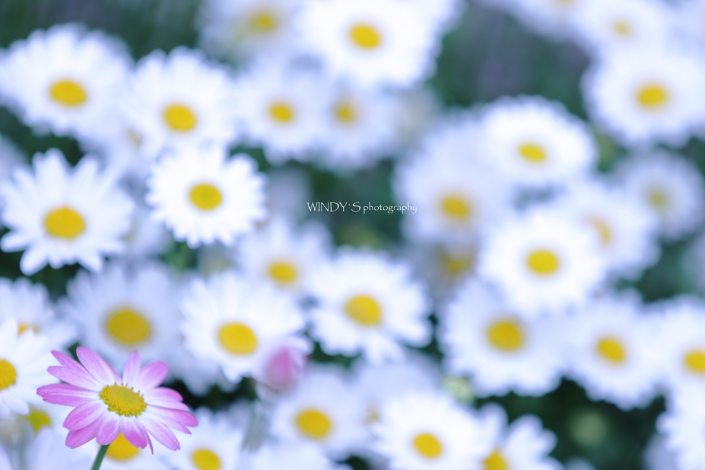 ☆Chorus Line♪