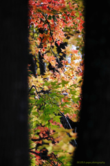 ☆Fall of Clearance