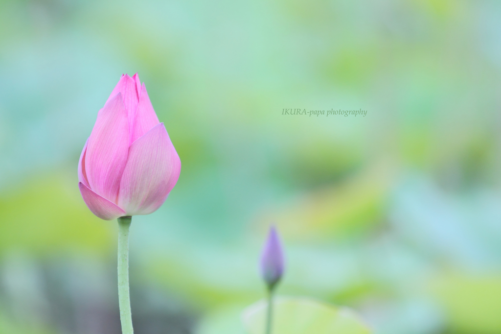 ☆Pastel Moments