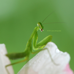 ☆何かご用で？