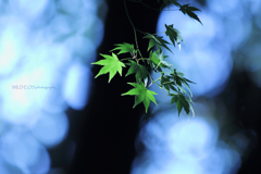 ☆Green Light