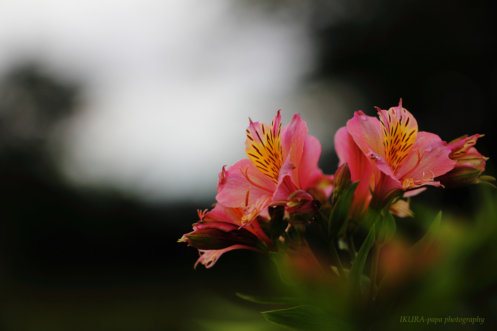 ☆Exotic