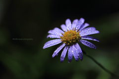 ☆Morning Dew