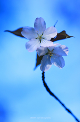 ☆Blue Blossom