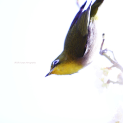 ☆Spring twister