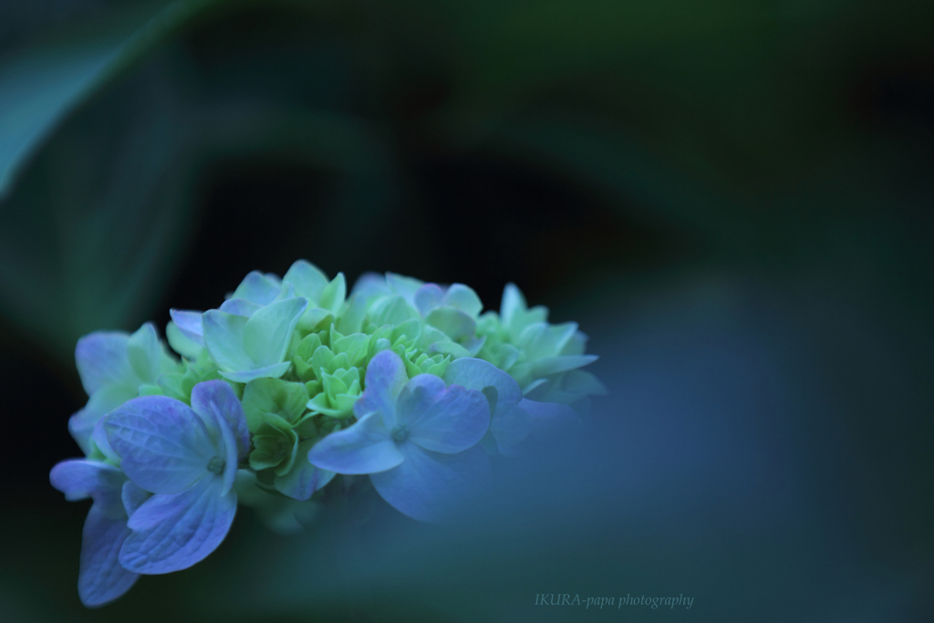☆Summer bouquet