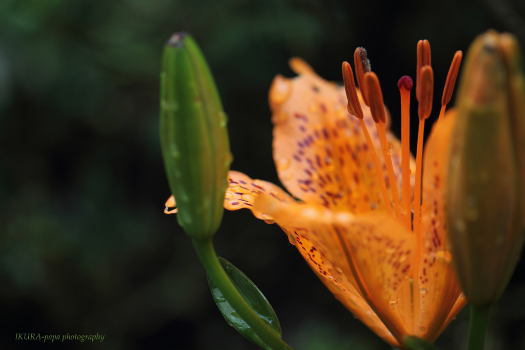 ☆Mysterious Beauty