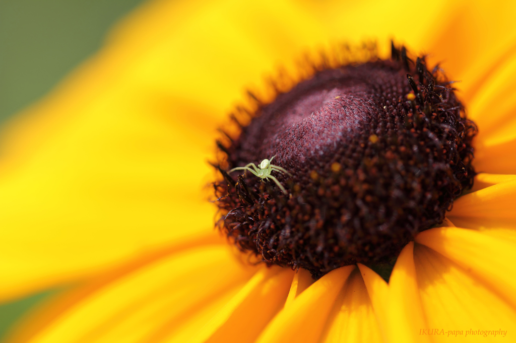 ☆Captain of Spider