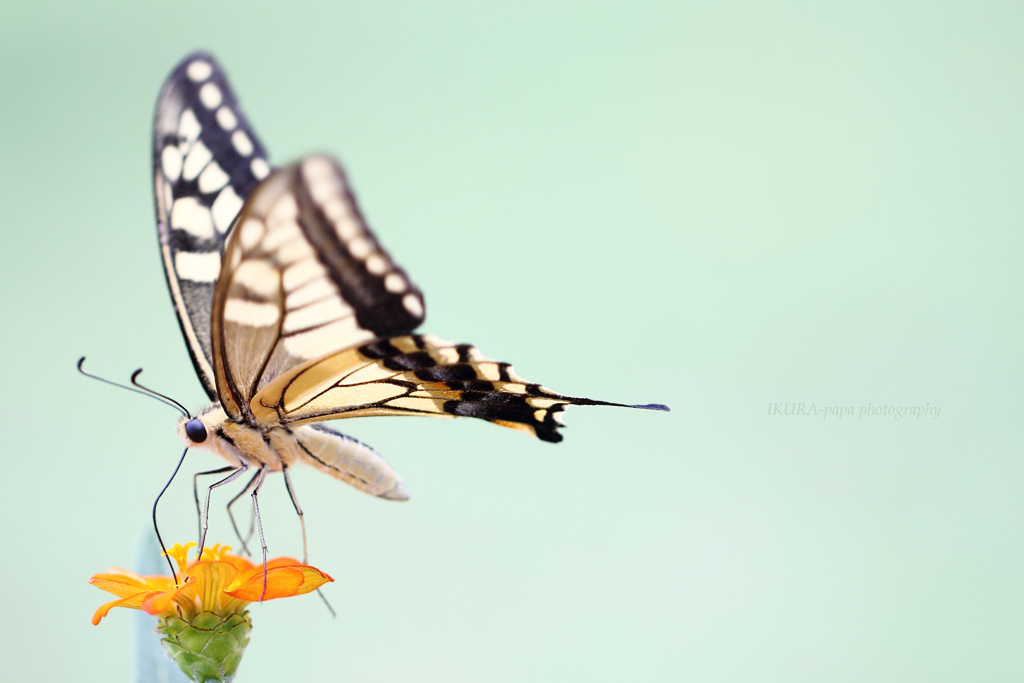 ☆Elegance Lady