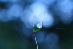 ☆天国への旅立ち