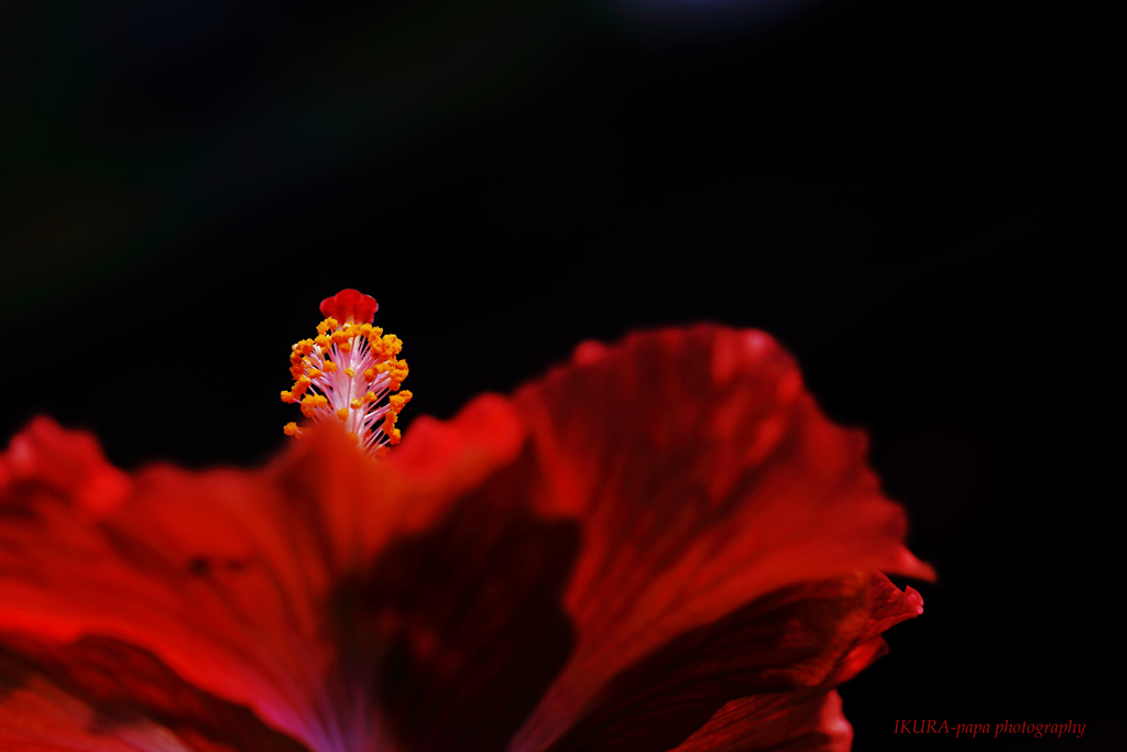 ☆Red queen