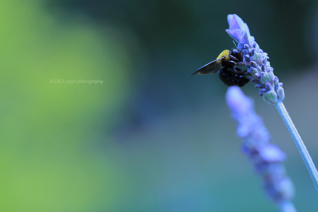 ☆ボクのSweets♪