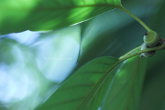☆Green Autumn♪