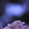 ☆桜源郷
