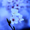 ☆桜dancer♪
