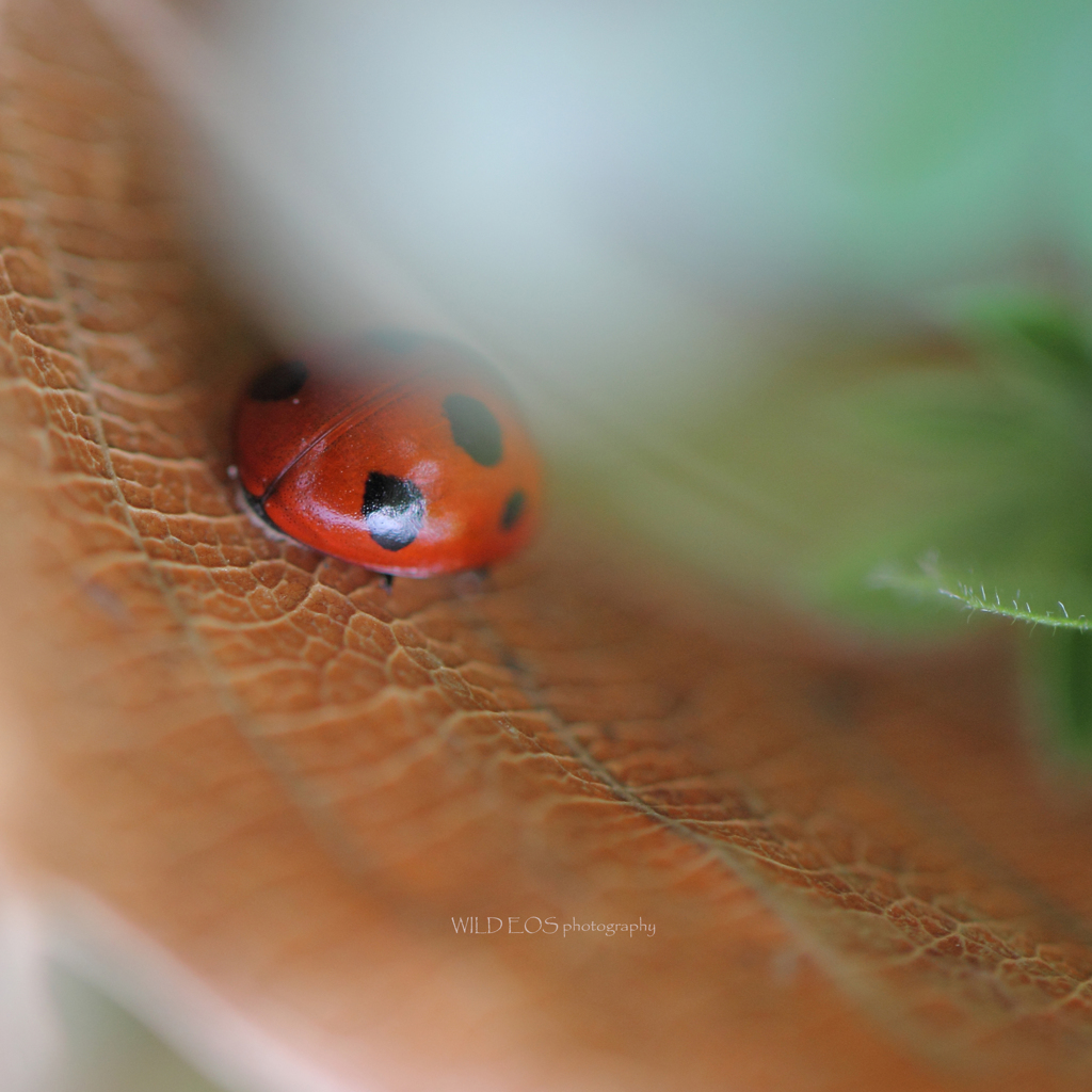 ☆みーつけた～♡