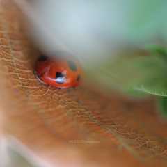 ☆みーつけた～♡