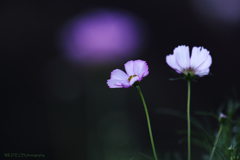 ☆Autumn Firefly♪