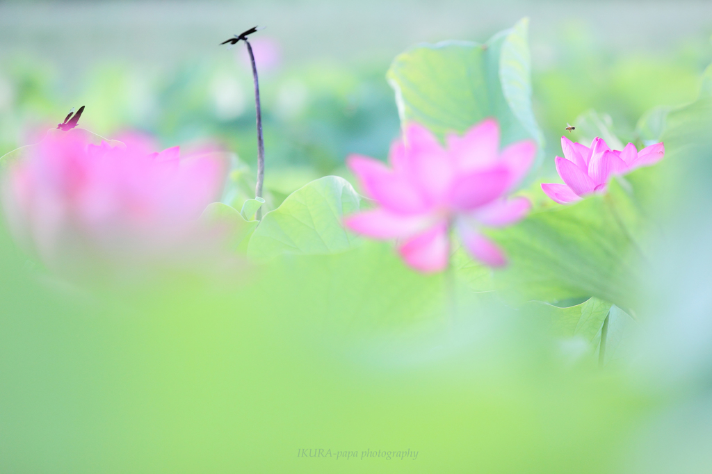 ☆Morning of Paradise