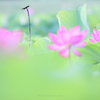 ☆Morning of Paradise
