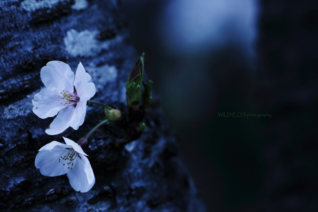 ☆Fleeting dream♪