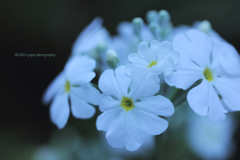 ☆White beauty