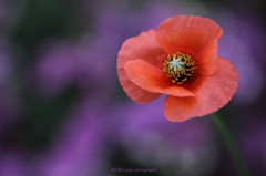 ☆Long Headed Poppy