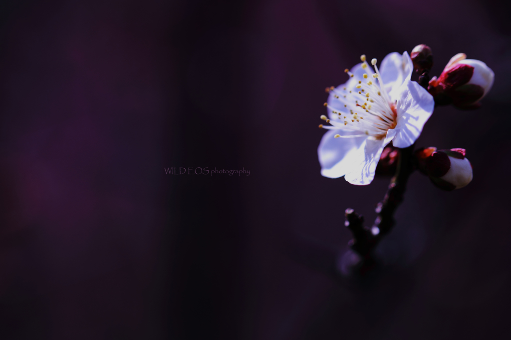 ☆Princess♪