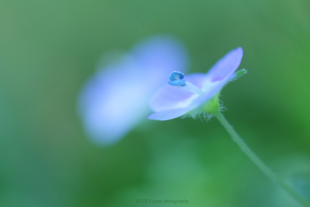 ☆Amazing blue